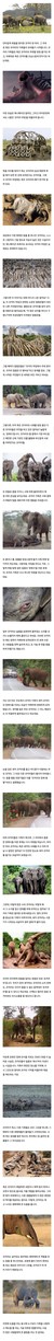배짱이