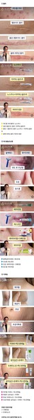 배짱이